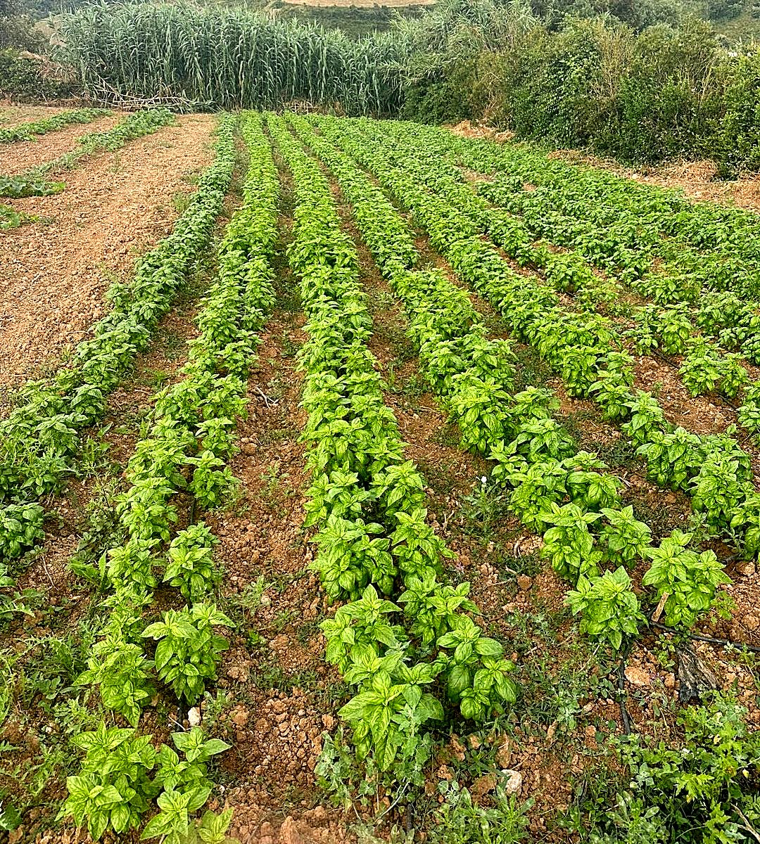 Campo de manjericão em linhas, com colinas ao fundo